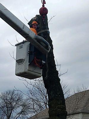 Darrin's Tree Service