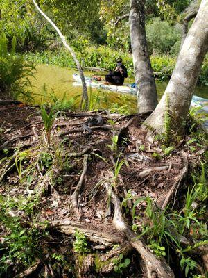 Otter Paddle Orlando