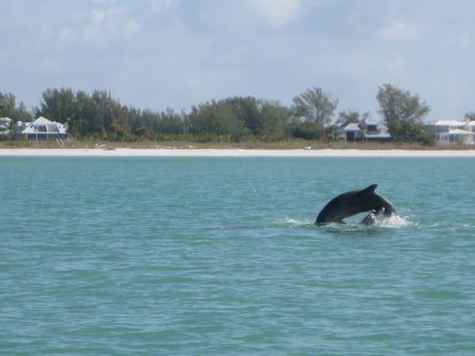 Dolphin jumping in Lemon Bay.