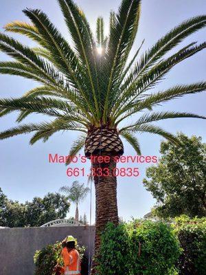 Trimmed and shaped Canary Date Palm