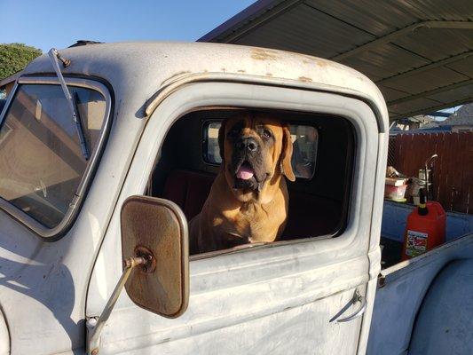 Moose LOVES Heavenly Pet Resort, sometimes he even drives HIMSELF!                                 Moose LOVES Heavenly Pet!