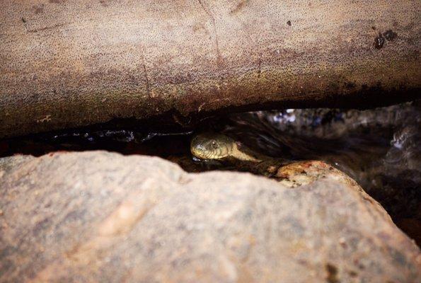 We were checking each other out. He forgave me for venturing into his backyard.