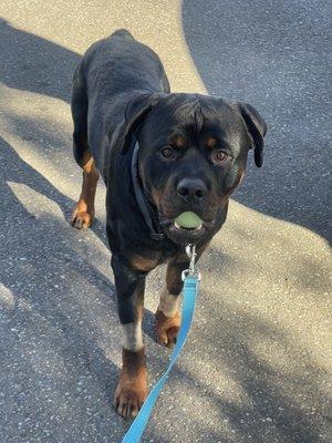 Arlo with his new ball when we picked him up