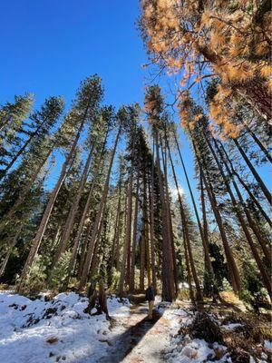 Great Sequoias