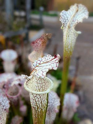 Pitcher plants in the Carnivorous Plant Collection.