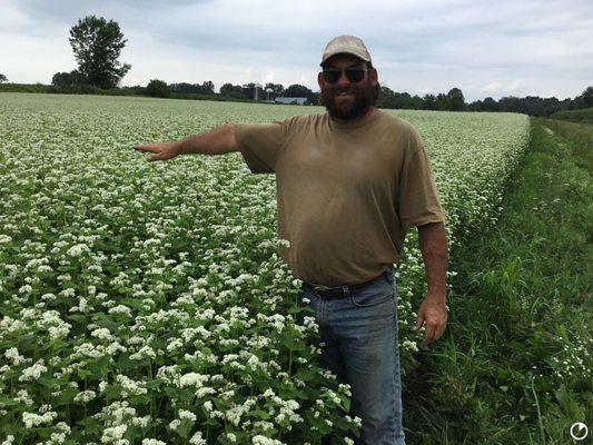 Buckwheat cover crops