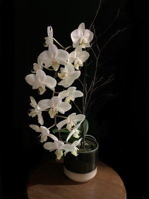 Orchids never fail to bring joy in times or needed peace or tranquillity.