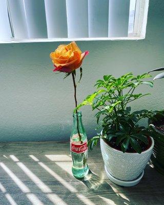 The rose gifted to me once my service was complete