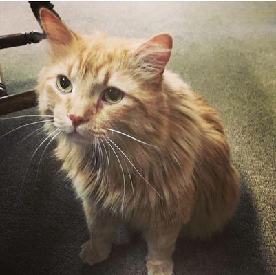 Oliver, the friendly shop cat