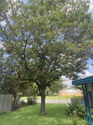 Oak Wilt 4 months after Sid Mourning trimmed this tree.