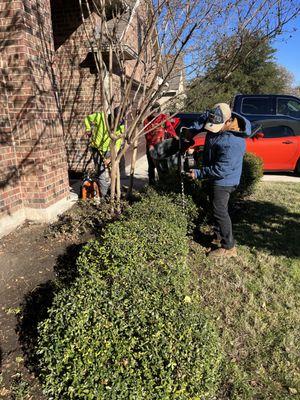 Hedge trimming