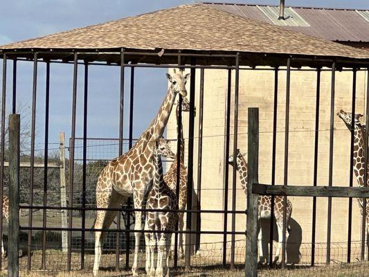 Giraffes and the baby!