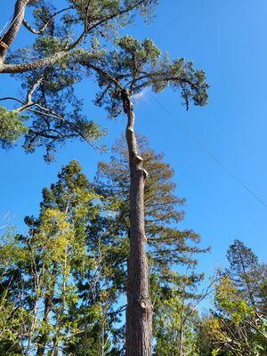 Removing a  infected pine.