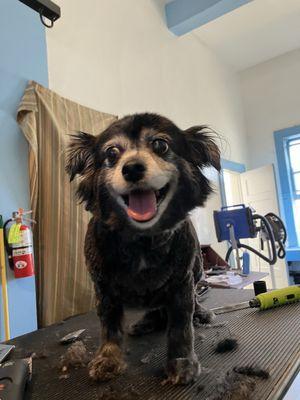 Happy pup after her bath and groom