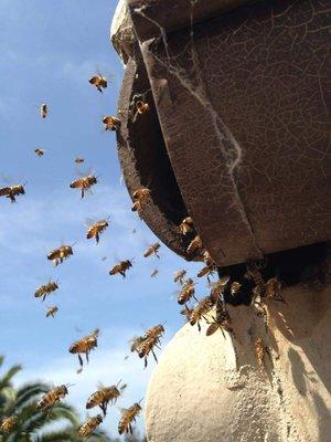 Bees flying into the eaves of home