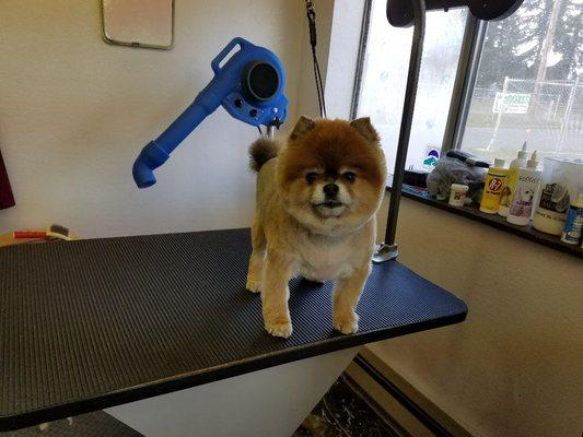 Here's Ricco, a Pomeranian  with a fox clip!