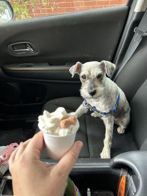 Happy puppy with her pup cup