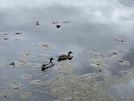 Cheadle Lake Park