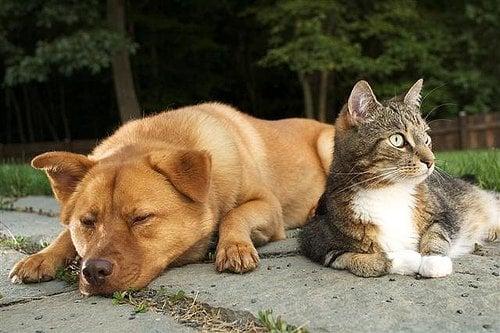 If your pet has had an accident you can depend on our Pet Urine Treatment to eliminate foul odors.