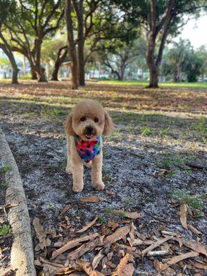 At the park after his fresh cut