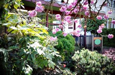 Spring means blossoms on the trees in front of the clinic