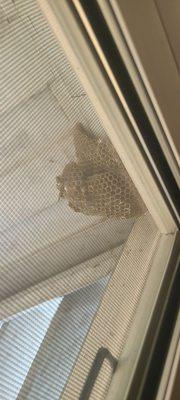 Wasp nest very active under an awning in our front window.