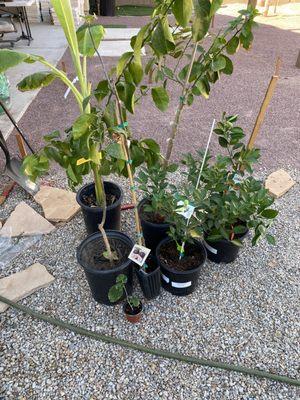 Fruit trees from Tropica Mango