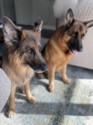 Long Hair German Shepherds