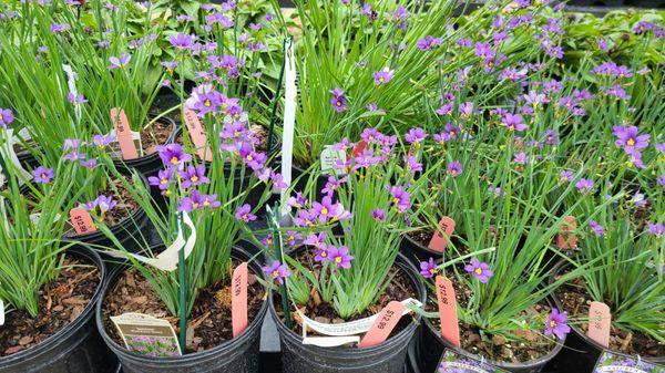 Blue Eyed Grass