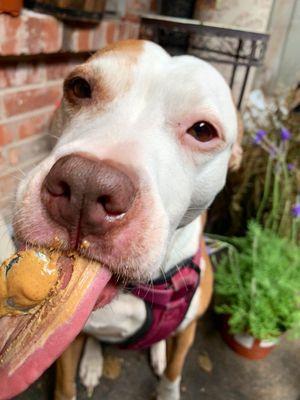 Ryder enjoyed her treat when she got home.