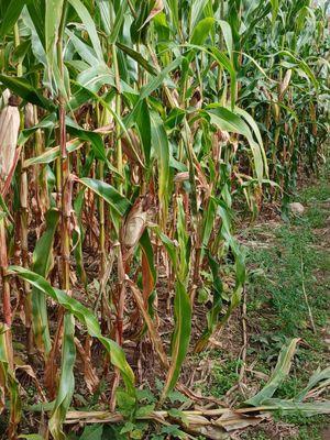 Corn maze