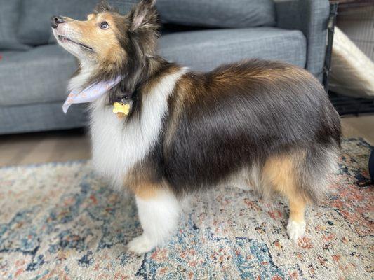 A full body view of Sweet Pea, our Sheltie Angel, after her first groom with Evelyn