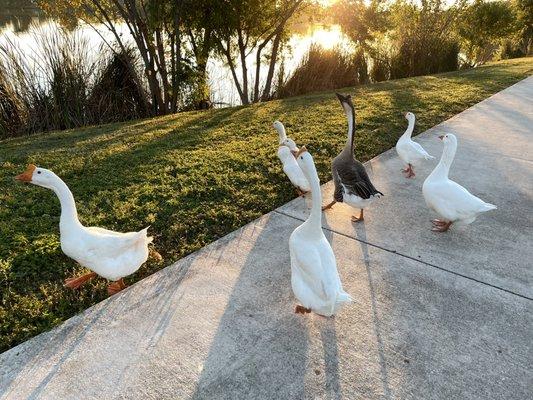 Geese at Woodlawn Lake Park