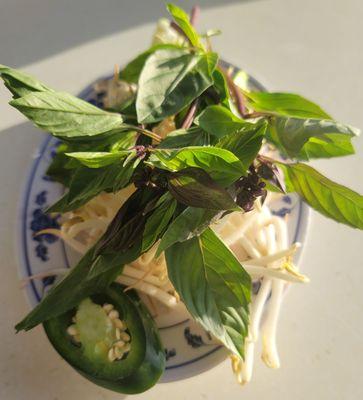 Pho veggie plate with vibrant green Thai basil under a bed of bean sprouts and twigs of coriander and lime