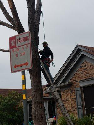 Escuadra Lawn & Tree Service