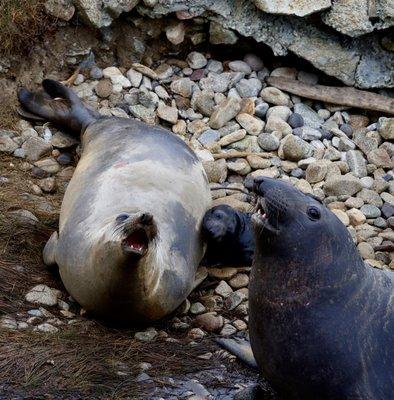 The seals survived the tsunami and even welcomed a new addition! This pup is less than 24 hours old according to the ranger!