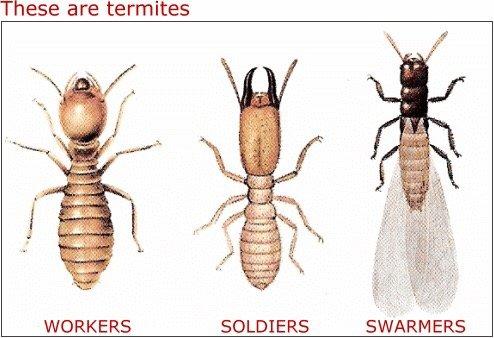 Think you have termites!!  Call the professionals at Round The Clock Pest Control 1-877-896-7378