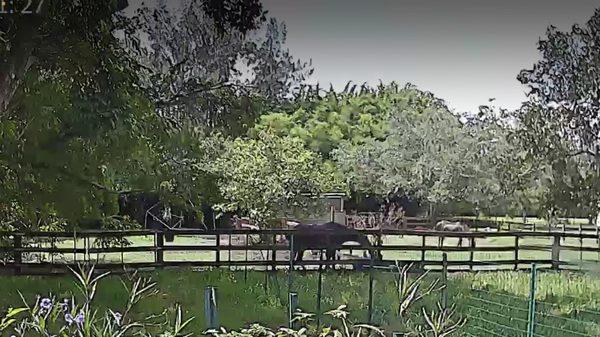 Davie Boarding Stables