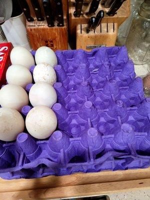 24$ for 20  duck eggs, 12 eggs  bad‍ my first and last I am not coming back.