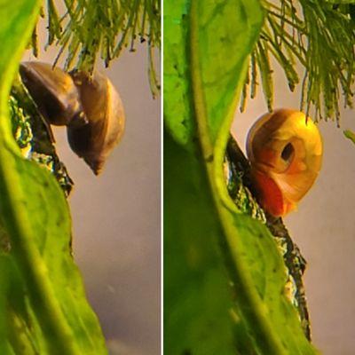 Bought some plants, unaware that they had snail eggs hidden on them, which resulted in countless bladder snails and one ramshorn snail.