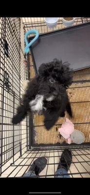 Poodle puppy