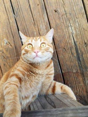 Nautifish kitty "Slick" under our table, teasing our friends dog:)