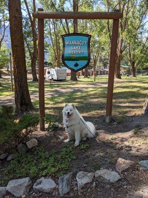 White smiling dog in front of sign logo.