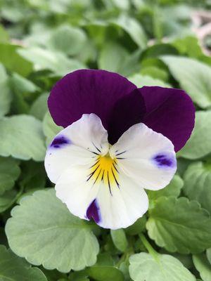 Spring Pansy