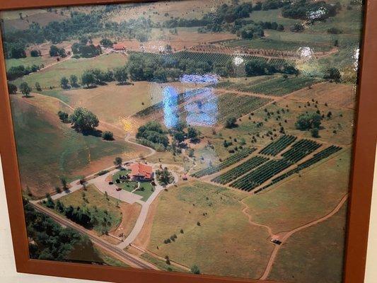 Aerial view of the vineyard