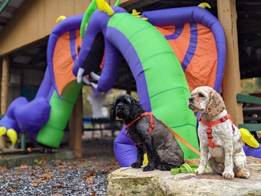 Off Leash K9 Training Blacksburg/Roanoke