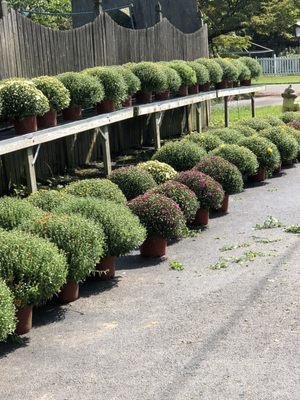 Opening Labor Day Weekend for the sale of MUMS