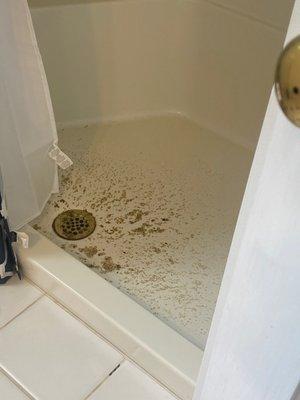 Raw sewage in shower