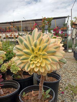 Sunburst aeonium (large)