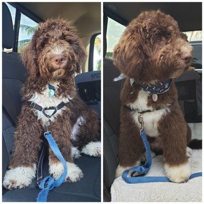 Cooper the Labradoodle (before & after)